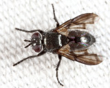 Wagneria or Periscepsia sp.