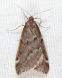 6258 - Fall Cankerworm - Alsophila pometaria