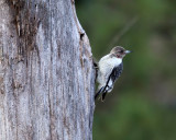 Red-headed Woodpecker - Melanerpes erythrocephalus (immature)