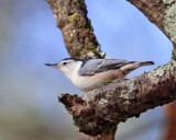 White-breasted Nuthatch - Sitta carolinensis