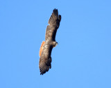 Red-tailed Hawk - Buteo jamaicensis