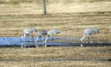 Sandhill Crane - Grus canadensis