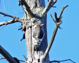 Red-headed Woodpecker - Melanerpes erythrocephalus (immature)