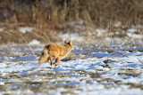 Eastern Coyote - Canis latrans