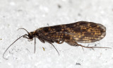Hydropsyche sp.