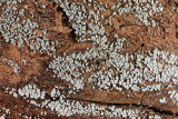 Merismodes anomala (Cyphellloid fungus)