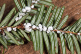 Hemlock Woolly Adelgid - Adelges tsugae