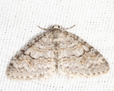 7428 - Brown-shaded Carpet Venusia comptaria