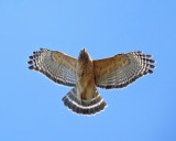 Red-shouldered Hawk - Buteo lineatus