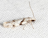1851 -  White Stripe-backed Moth - Arogalea cristifasciella 