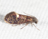 0005 - Purplish Birch-miner - Eriocrania semipurpurella