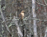 Red-shouldered Hawk - Buteo lineatus 