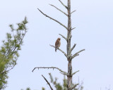 Red-shouldered Hawk - Buteo lineatus 