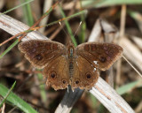 Junonia sp.