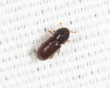 Heteroborips seriatus