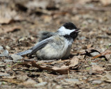 Black-capped Chickadee - Poecile atricapilla