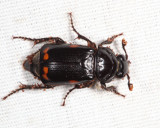 Pustulated Carrion Beetle - Nicrophorus pustulatus