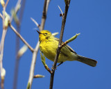 Prairie Warbler - Setophaga discolor