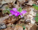 Fringed Polygala - Polygaloides paucifolia