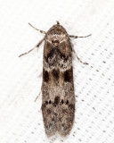 1162 - Acorn Moth - Blastobasis glandulella