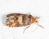 3074 - White Pinecone Borer - Eucopina tocullionana