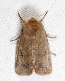 10567 - Sheathed Quaker - Ulolonche culea