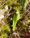 Purple Pitcher Plant - Sarracenia purpurea