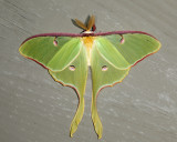 7758 - Luna Moth - Actias luna