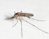 Aedes intrudens