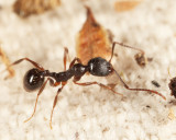 Aphaenogaster sp.