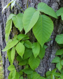 Poison Ivy - Toxicodendron radicans