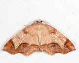 6838 - Friendly Probole - Probole amicaria