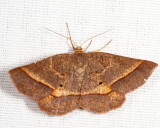 6832 - Yellow-washed Metarranthis - Metarranthis obfirmaria