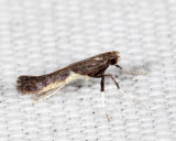 0594 - Dogwood Caloptilia Moth - Caloptilia belfragella