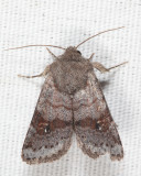 10569 - Modest Quaker - Ulolonche modesta