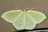 7048 - White-fringed Emerald - Nemoria mimosaria