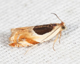 3367 - Oak Leaffolder Moth - Ancylis burgessiana