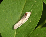 1011 - Schlaegers Fruitworm Moth - Antaeotricha schlaegeri