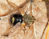 Early Tachinid Fly - Epalpus signifer