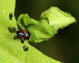 Oak Leafrolling Weevil - Synolabus bipustulatus