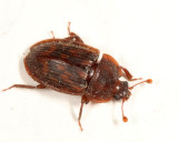 Phenolia grossa