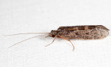 Hydropsychidae