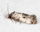 3839 - Black-tipped Rudenia Moth - Rudenia leguminana
