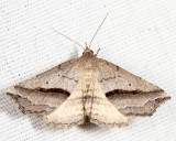 Moths May
