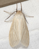 8231 - Oregon Cycnia Moth - Cycnia oregonensis