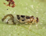F-winged Barklouse - Graphopsocus cruciatus
