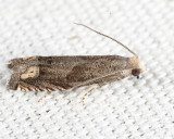 Moths Hodges 0001-11233