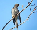 Common Cuckoo - Cuculus canorus