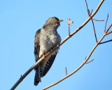 Common Cuckoo - Cuculus canorus