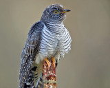 Common Cuckoo - Cuculus canorus